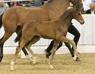 Be My Beauty Queen (by Bonds x San Amour) sets new price record at 2017 Hanoverian Elite Foal Auction :: Photo © Tammo Ernst