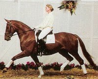 Brentina as a 3-year old at the 1994 Hanoverian Elite Auction in Verden