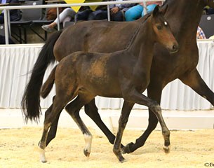 De Bruyne (by De Niro x San Amour) :: Photo © Tammo Ernst