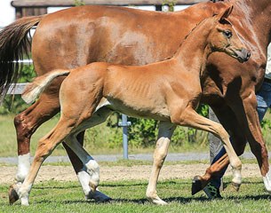 Fine Lady (by Furst Romancier x Warkant) :: Photo © Tammo Ernst