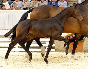 Fly (by Franziskus x Contendro) :: Photo © Tammo Ernst