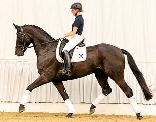 Hermes (by Hochadel x Waikiki) was the top seller for dressage at the first Hanoverian auction in Iran