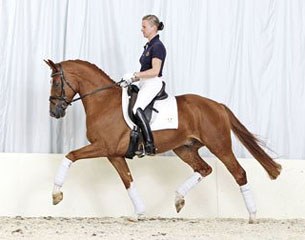 Melanie Wienand on the 2010 November Verden auction horse Little Big Man (by Laureano x Argentinus) :: Photo © Tammo Ernst