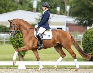 Quarlito, most expensive dressage horse of the 2016 Hanoverian Autumn Elite Auction :: Photo © Tammo Ernst