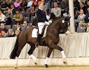 Riesling (by Rascalino x De Niro) at the 2011 Hanoverian Winter Auction :: Photo © Tammo Ernst