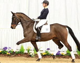 Sullivan, top seller at the 2014 Hanoverian May Auction in Verden :: Photo © Tammo Ernst