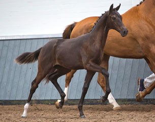 Molana (by Ferdeaux) will be sold at the 2017 Borculo Foal Auction