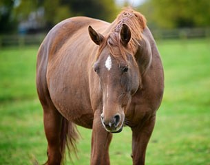 Broomer's So Fine (Sir Fidergold x Rousseau x Alabaster), who is from the dam line of Laudabilis