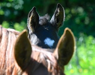 ‘Hiding that extra horse’ – only one of the many skills exercised by horsey women on a daily basis :: Photo © Broomer