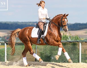Don Juan 183 (by D'Accord x Donnerschlag)