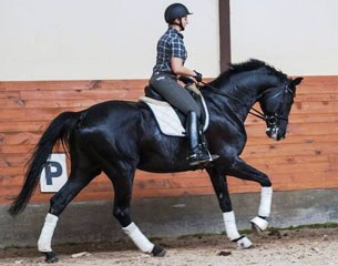 Excellent Black, a 6-year old licensed Trakehner stallion