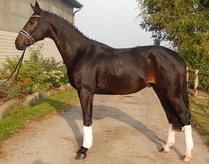 Fascination FS (by Foundation x Sir Savoy)
