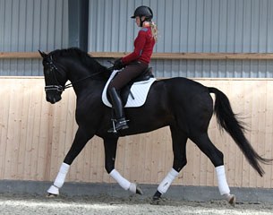 Furst Hammerstein (by Furst Romancier x Don Crusador)