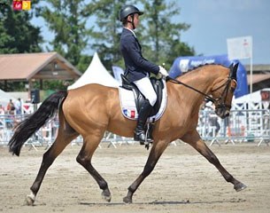 Qualitat des Bourdons (by Champion de Luxe), 2014 European Pony Eventing Champion with massive high score in dressage