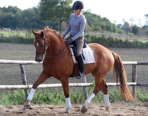 Robinson (by Rob Roy x Del Piero)