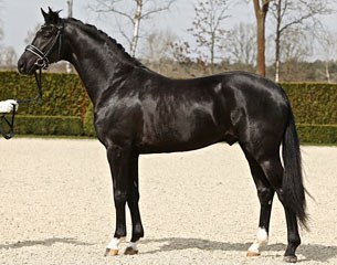 San Amour x De Niro premium licensed stallion