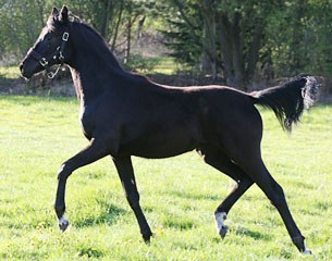 Fallulah (by Dream Boy x Furstenball x Laurino x Bergamon x Rubinstein x Donnerhall)