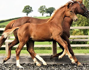 Madam Genius (by U-Genius x Mont du Canal AA)