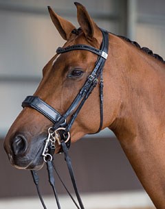 Classic Briolinca wearing a Fairfax Performance Double Bridle