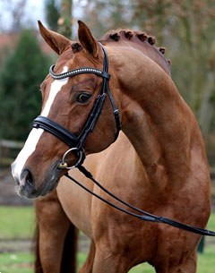Belissimo M (by Beltain x Romadour II)