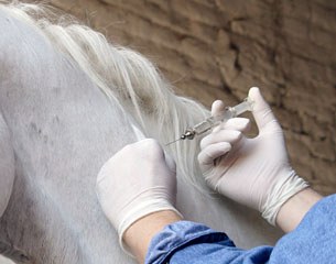 A horse getting vaccinated