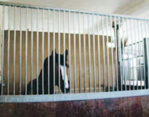 Conventional box at the Swiss national stud farm