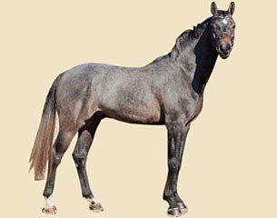 Solbakkens Dragonheart (by Heartbeat x Carolus I) :: Photo courtesy Tobajo