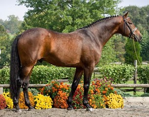 Sir Sinclair (by Lord Sinclair x Flemmingh) :: Photo © Terri Miller