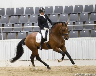 Erdinger at the 2018 Hanoverian Saddle Licensing :: Photo © Christina Beuke