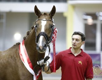 Geraldine Chaplin wins the 4-year old division at the 2018 Austrian Warmblood Mare Championship :: Photo © Team Myrtill