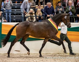 Belle Fleur is the 2018 Trakehner Mare Champion :: Photo © Stefan Lafrentz