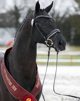 The 2019 South German Licensing champion by De Koonig x Destano :: Photo © LL-foto