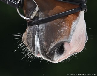 Vibrissae on the muzzle :: Photo © Astrid Appels