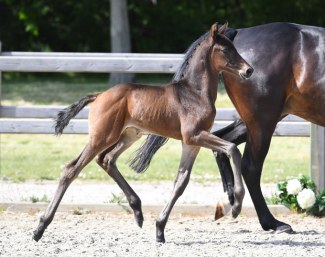 exquisite collection of foals up for auction at 2019 nordic international sales