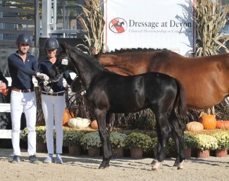 Oskar named 2019 Devon Breed Show Foal Champion :: Photo © Hoof Print Images