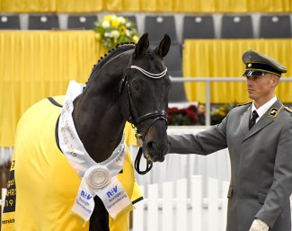 Hanoverian Stallion of the Year 2019: Stolzenberg. 