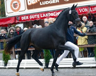 Foundation x San Amour at the 2019 Oldenburg Stallion Licensing, the typical meat and fries stand in the background :: Photo © Petra Kerschbaum