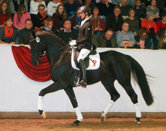 Shaolan (by Shomari S x Levisto x Rubinstern Noir) :: Photo © Olav Krenz