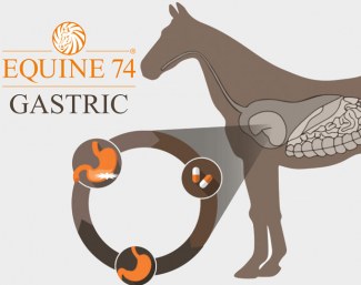 Black Friday Disount On Equine 74 Gastric 10 Symptoms Of Gastric Ulcers In Horses