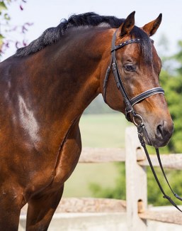 Keur stallion Sir Sinclair (by Lord Sinclair x Flemmingh) :: Photo © Terri Miller