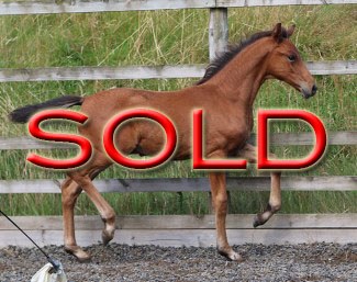 Fitzroy Caledonia (by Franklin x Royal Dance x Ramino x Welt As)