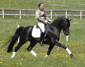 Rubignon (by Rubinstein x Donnerhall x Pik Solo)