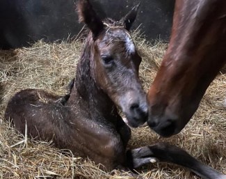 Forward Looking's newborn colt by Escamillo