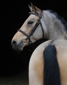 FEI Dressage Pony Corbusier (by Choco de Luxe x Billy the Kid) :: Photo © Horseandart.de