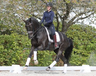MSJ Cashmere (by Charmeur x Totilas x Dacaprio)