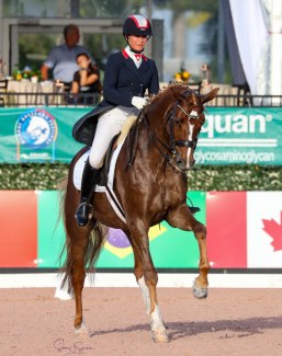 International Grand Prix horse Frankie (by Florencio x A Jungle Prince) :: Photo © Sue Stickle