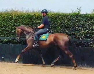Devil de Hus (by Don Juan de Hus x Don Vino x Wandervogel)