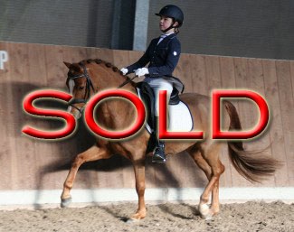 Lindenburgs Finn (by Cadlanvalley Goldstar x Mini Hoeve's Resy)