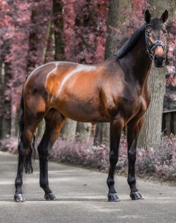 State premium mare Montjuic (by Kentucky x Connery x Illit)