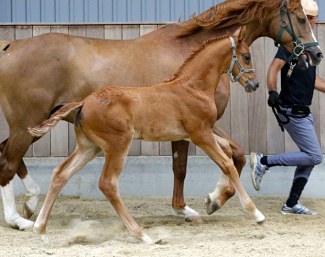 Freddie G (by Blue Horst Fifty Cent x Wynton)